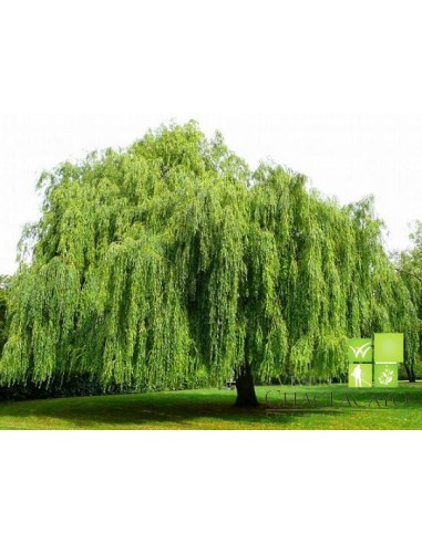 1 Babylon willow - Weeping willow Live trees for sale (Salix babylonica)