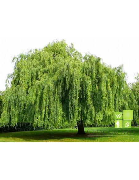 1 Arbol de Sauce Lloron (Salix babylonica) Sauce pendulo en venta en Mexico - Plantas exoticas veracruz y mas