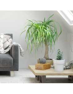 1 Large elephant foot plant... 2