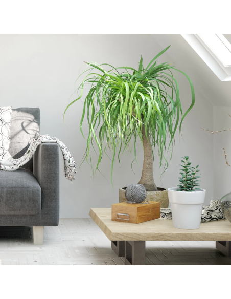 1 Plantas de Pata de elefante Grande - 50 cms de altura - Pony tail palm beaucarnea recurvata de UMA