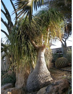 1 Elephant foot plants 1...