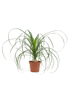 1 Plantas de Pata de... 2