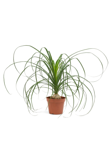 1 Elephant foot plants 1 piece - 15 cm elephant...