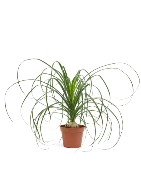 1 Plantas de Pata de elefante 1 pieza - Bebe de pata ed elefante de 15 cms- Venta al por mayor de suculentas