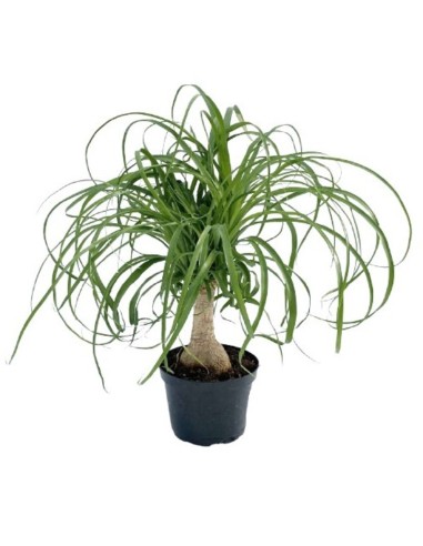 1 Mexican elephant foot (Pony tail palm) Medium 40 cms. Exotic succulent from Puebla and Veracruz UMA registered