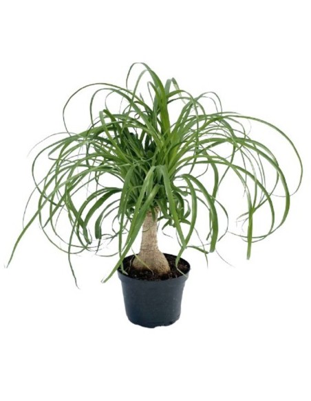 1 Pata de elefante Mexicana (Pony tail palm) Mediana 40 cms. Suculenta exotica de Puebla y Veracruz UMA registradas