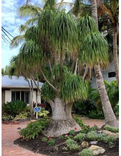 1 Pata de elefante Mexicana... 2