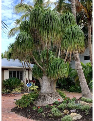 1 Pata de elefante Mexicana (Pony tail palm)...
