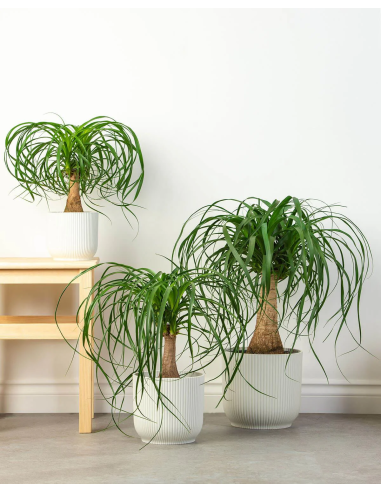 1 Pata de elefante Mexicana (Pony tail palm)...