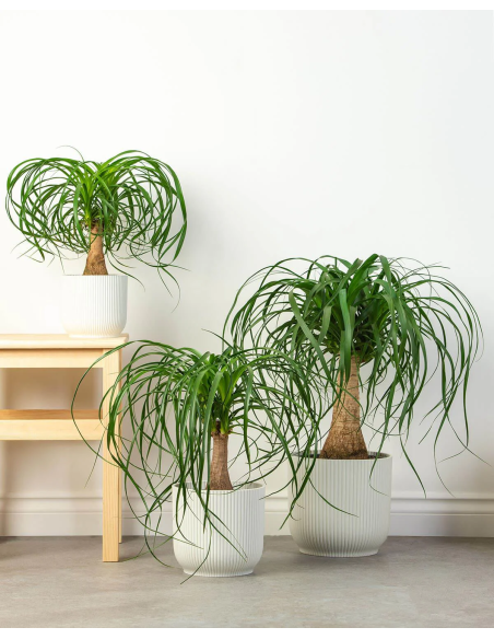 1 Pata de elefante Mexicana (Pony tail palm) Mediana 40 cms. Suculenta exotica de Puebla y Veracruz UMA registradas
