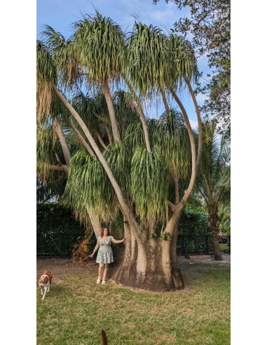 1 Pata de elefante Mexicana (Pony tail palm)...