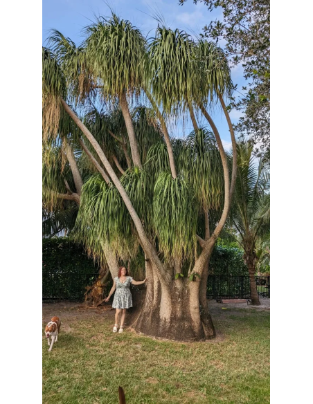 1 Pata de elefante Mexicana (Pony tail palm) Mediana 40 cms. Suculenta exotica de Puebla y Veracruz UMA registradas