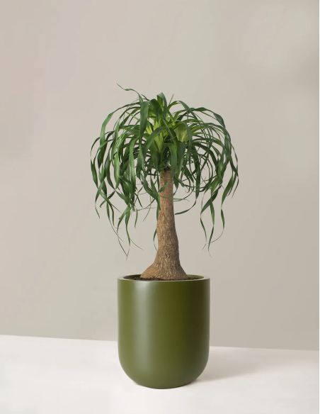 1 Pata de elefante Mexicana (Pony tail palm) Mediana 40 cms. Suculenta exotica de Puebla y Veracruz UMA registradas
