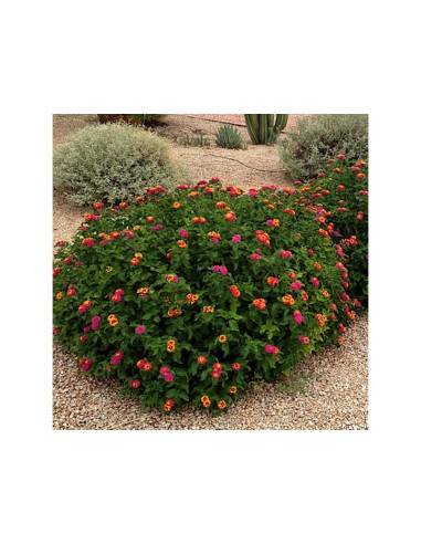 1 Planta de Lantana roja - (Lantana camara) Planta medicinal y ornamental - Flores para polinizadores