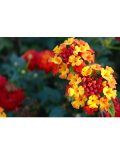 1 Red Lantana plant -... 2