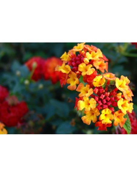 1 Planta de Lantana roja - (Lantana camara) Planta medicinal y ornamental - Flores para polinizadores