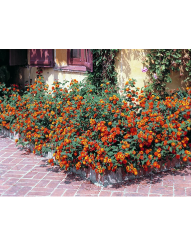 1 Planta de Lantana roja - (Lantana camara)...