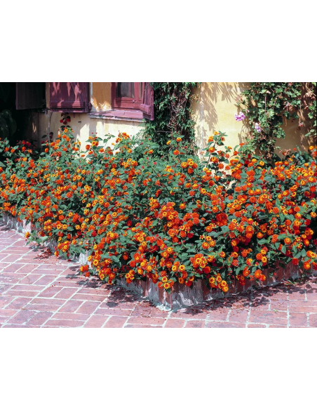 1 Planta de Lantana roja - (Lantana camara) Planta medicinal y ornamental - Flores para polinizadores