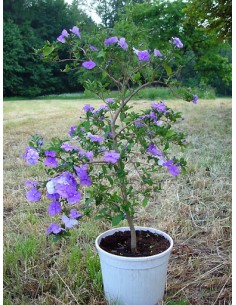 1 Paraguayan jasmine tree...