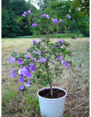 1 Arbolito de Jazmin paraguayo (brunfelsia pauciflora) Flores aromáticas y tropicales todo el año