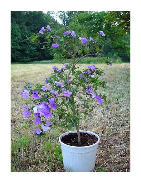 1 Paraguayan jasmine tree (brunfelsia pauciflora) Aromatic and tropical flowers all year round.