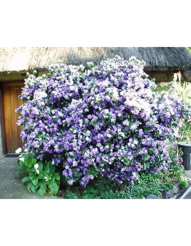 1 Paraguayan jasmine tree (brunfelsia...