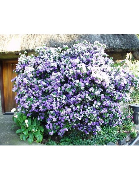 1 Paraguayan jasmine tree (brunfelsia pauciflora) Aromatic and tropical flowers all year round.