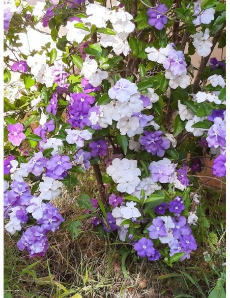 1 Paraguayan jasmine tree (brunfelsia pauciflora) Aromatic and tropical flowers all year round.