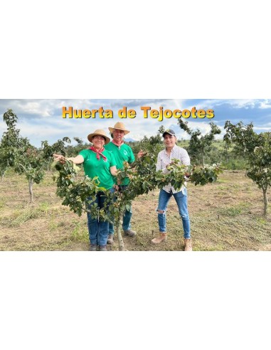 20 Mexican Tejocote Seeds (Crataegus mexicana) Organic Tejocote Seeds for sale in mexico