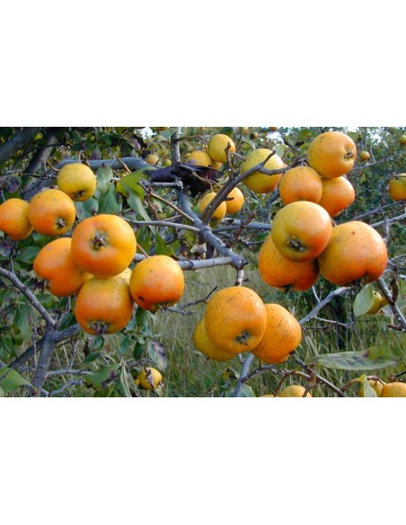 20 Mexican Tejocote Seeds (Crataegus mexicana) Organic Tejocote Seeds for sale in mexico