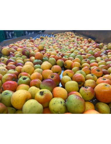 20 Mexican Tejocote Seeds (Crataegus mexicana)...