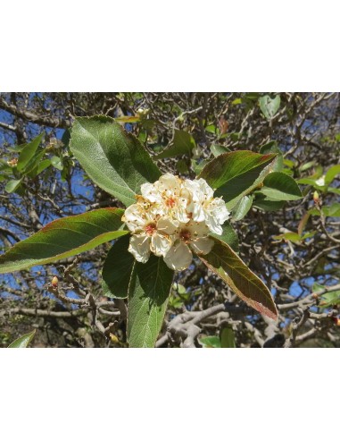 20 Mexican Tejocote Seeds (Crataegus mexicana)...