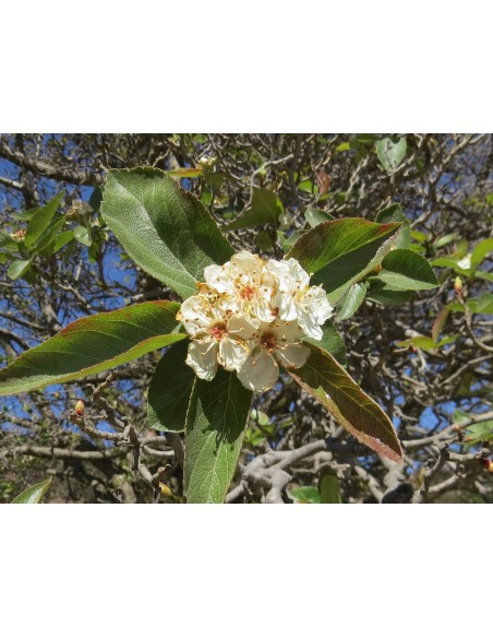 20 Mexican Tejocote Seeds (Crataegus mexicana) Organic Tejocote Seeds for sale in mexico