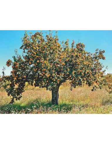 20 Mexican Tejocote Seeds (Crataegus mexicana)...