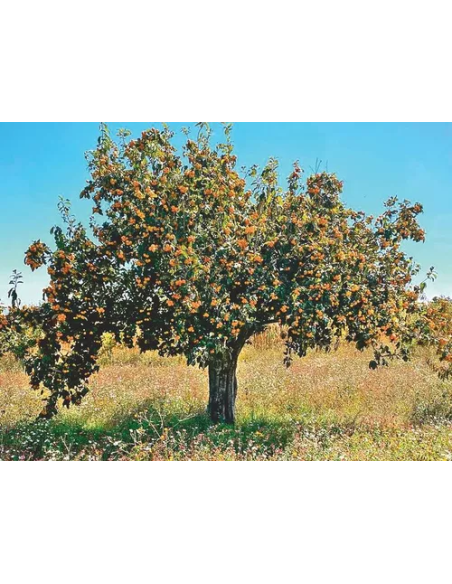 20 Mexican Tejocote Seeds (Crataegus mexicana) Organic Tejocote Seeds for sale in mexico