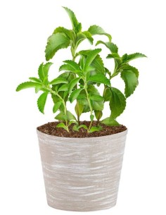 2 Plantas de Stevia...