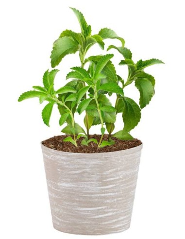 2 Plants of Stevia rebaudiana Morita II - Sale of real Stevia plants - Buy and sell shipments to all Mexico.