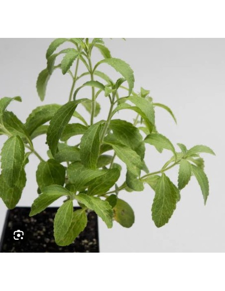2 Plantas de Stevia rebaudiana Morita II - Venta de plantas de Stevia reales - Compra y venta envios a todo Mexico.