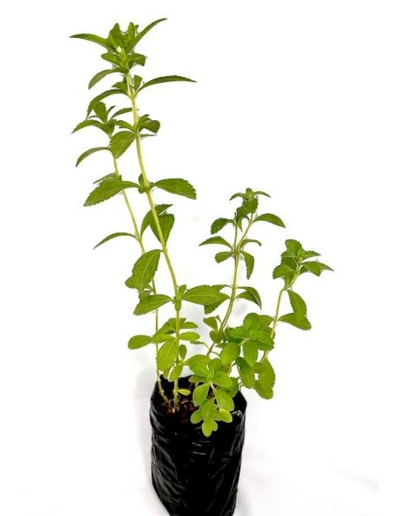 2 Plants of Stevia rebaudiana Morita II - Sale of real Stevia plants - Buy and sell shipments to all Mexico.