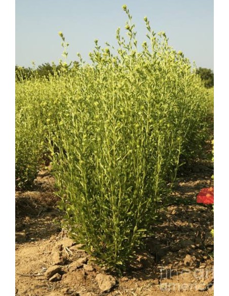 2 Plants of Stevia rebaudiana Morita II - Sale of real Stevia plants - Buy and sell shipments to all Mexico.