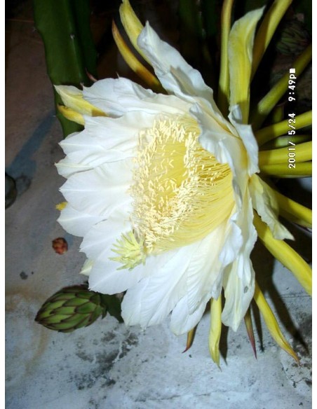 1 Pitaya Plant Red Pulp (Hylocerus Costaricensis) Dragon fruit plants for organic crops and growers.