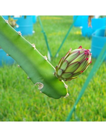 1 Pitaya Plant Red Pulp (Hylocerus Costaricensis) Dragon fruit plants for organic crops and growers.