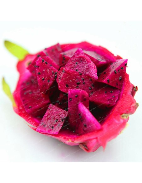 1 Pitaya Plant Red Pulp (Hylocerus Costaricensis) Dragon fruit plants for organic crops and growers.