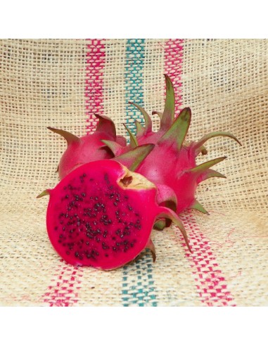 1 Planta de Pitaya Pulpa roja (Hylocerus...