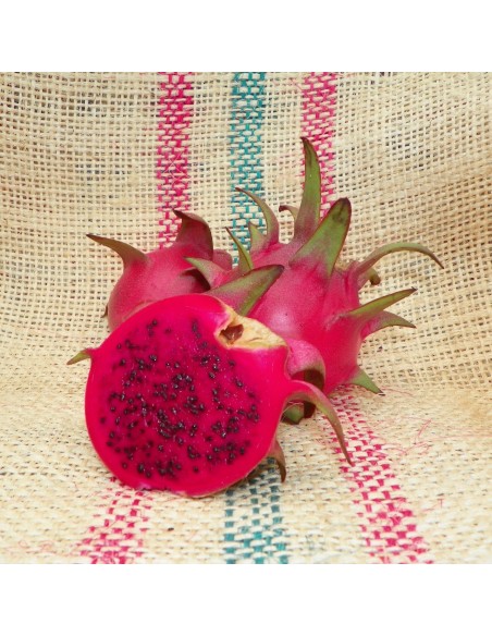 1 Pitaya Plant Red Pulp (Hylocerus Costaricensis) Dragon fruit plants for organic crops and growers.
