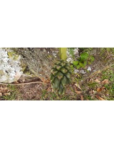 1 Planta de Pitahaya Fruto...