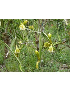 1 Pitahaya Plant Yellow... 2