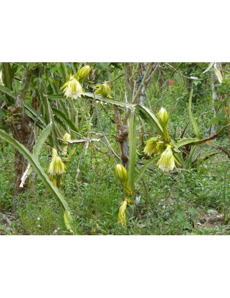 1 Pitahaya Plant Yellow fruit (SELENICEREUS MEGALANTHUS) Pitajaya or Pithaya yellow golden for sale here
