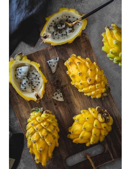 1 Pitahaya Plant Yellow fruit (SELENICEREUS MEGALANTHUS) Pitajaya or Pithaya yellow golden for sale here