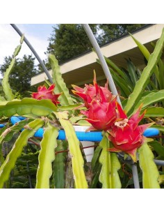 1 Planta de Pitaya Pulpa... 2